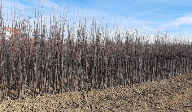 Rasadnička proizvodnja u selu Vinča kod Topole
