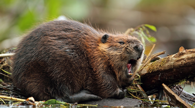 A hódok nagy bulikat csapnak az ártéri erdőben, a fákat ők rágták szét és döntötték ki /Illusztráció: Shutterstock 