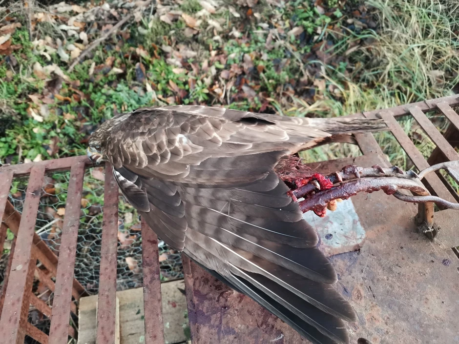 Mišar u klopci, foto DZPPS