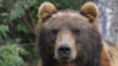 Bieszczady: niedźwiedzie wciąż aktywne