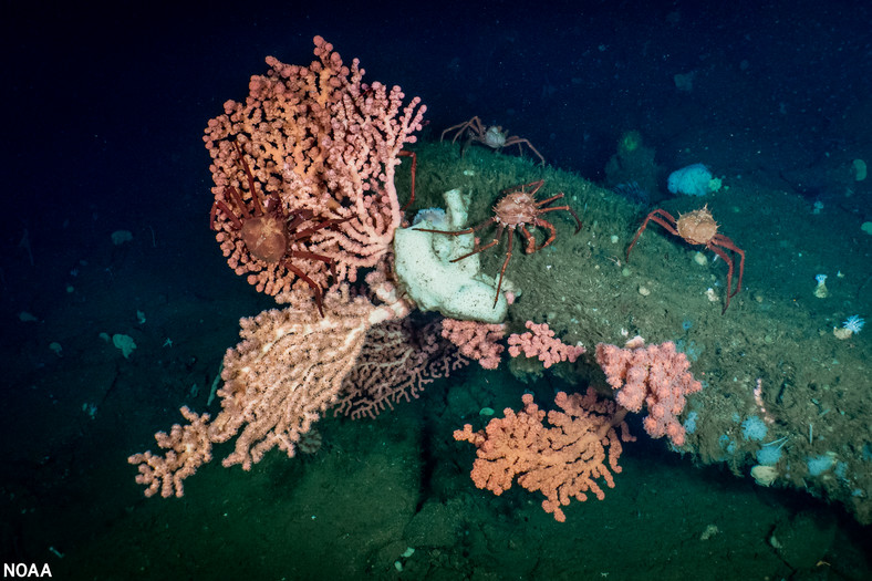 Koralowiec głębinowy Paragorgia arborea (ang. bubblegum coral)