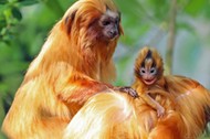 RARE BABY GOLDEN TAMARIN / RARE BABY GOLDEN TAMARIN /1604467