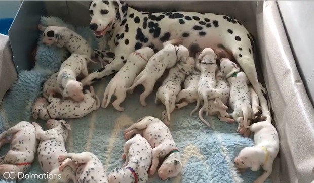 dalmatinci01