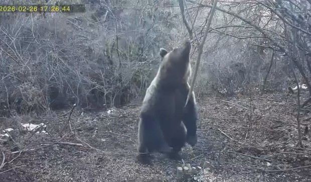 medved na ručku na Tari