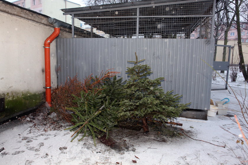 Nie przynoście uschniętych choinek do Zoo