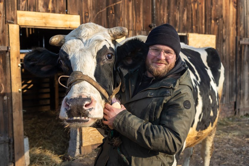 Byk Ferdek został uratowany z rzeźni. 