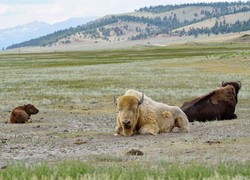 Sensacja w parku Yellowstone. Narodziny białego cielęcia bizona według Indian Lakota to sygnał ostrzegawczy