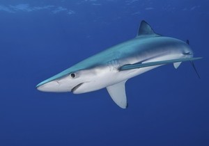 Plava ajkula