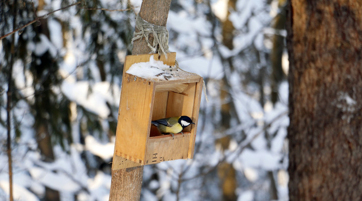 A madarak nemcsak
éheznek, de szomjaznak is télvíz idején. A magok mellett vízzel is lássuk el őket /Fotó: Shutterstock