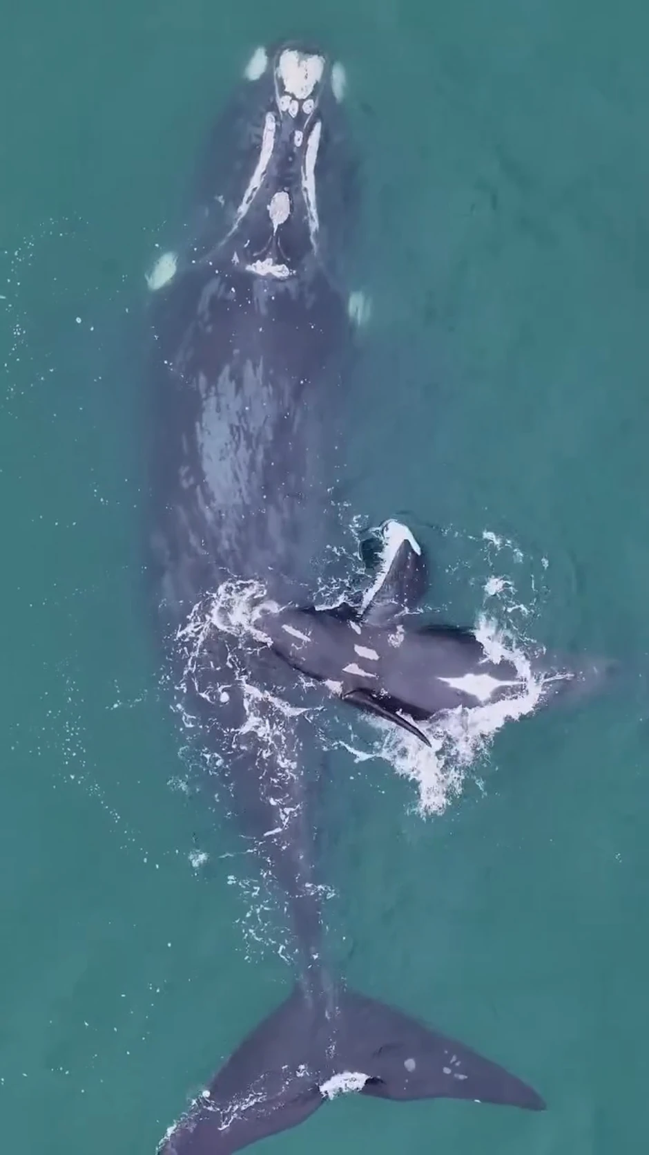 Spašeni kit sa mladunčetom