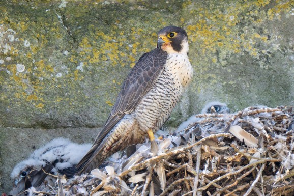 (FOTO) TRAGIČAN KRAJ FLINTA JUNIORA Sivi soko iz Moskve pronađen mrtav u Beogradu: Misteriozni prsten otkrio neverovatnu priču dugu 30 godina koja spaja Srbiju i Rusiju