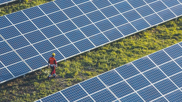 Agrofotowoltaika mogłaby się znakomicie sprawdzić przy uprawie borówki amerykańskiej