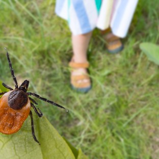 Soha nem látott kullancsinvázió fenyegeti a kirándulókat, fesztiválozókat, strandolókat