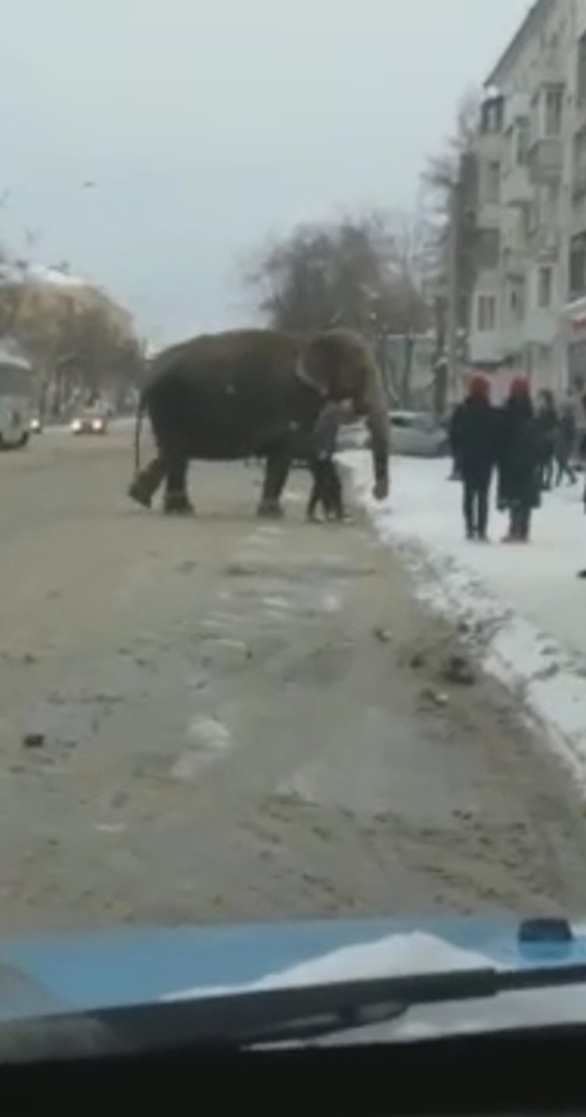 Szok w Rosji. Po ulicach miasta biegały słonie