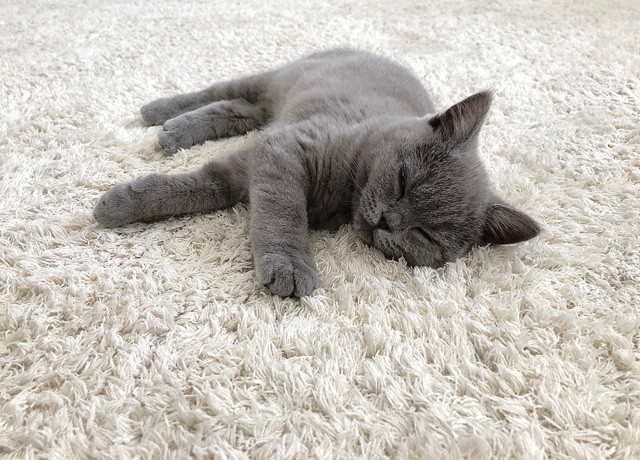 Illés Fanni: Életem két cicussal