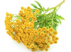 Opryszczkę wyleczysz ziołami