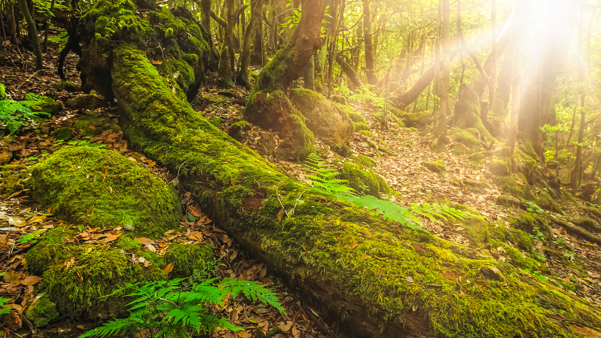 Park Narodowy Garajonay – magiczny las w sercu Wysp Kanaryjskich