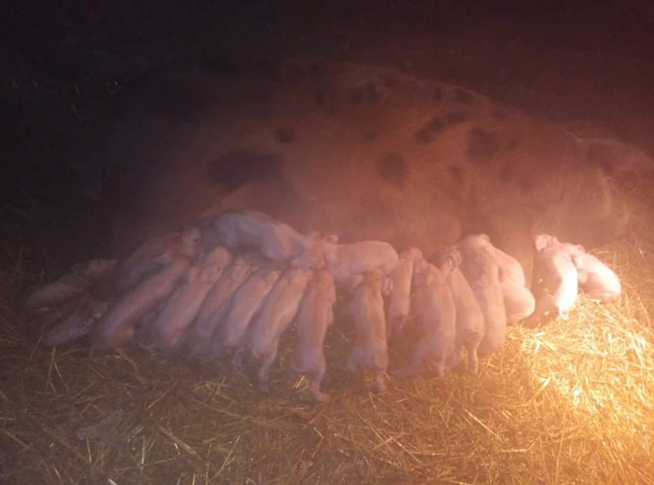 Šarena oprasila 22 prasića