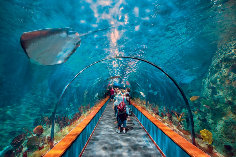 Loro Parque na Teneryfie to połączenie klasycznego zoo z oceanarium i ogrodem botanicznym oraz Planetą Pingwinów.