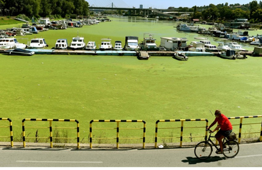 I prolaznici se čude vodi koja liči na travnjak