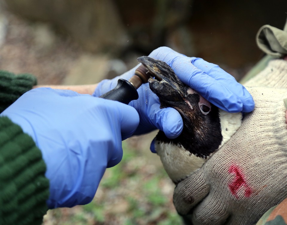 WARSZAWA ZOO PINGWIN REKONSTRUKCJA ZŁAMANEGO DZIOBA (pingwin z uszkodzonym dziobem)