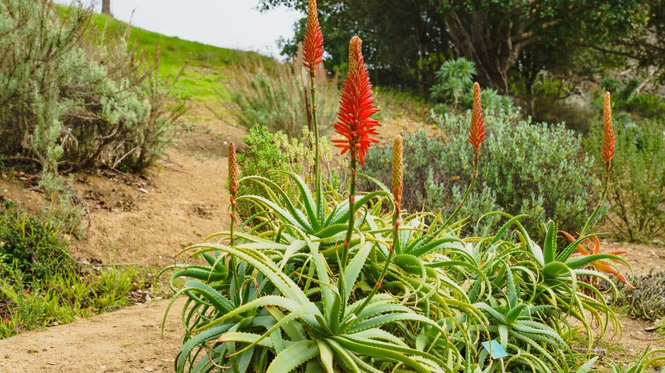 Aloes drzewiasty