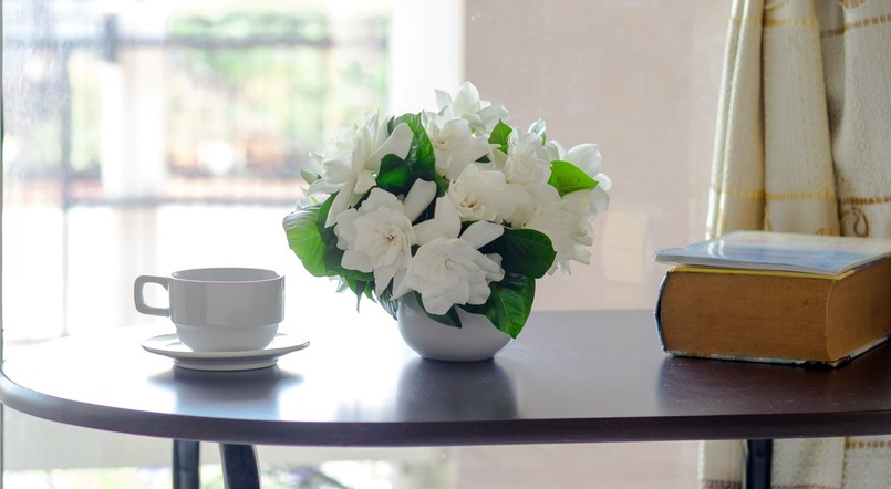 Gardenia - kwiat, który pachnie jak perfumy. Gardenia jaśminowata słynie z wyjątkowego zapachu