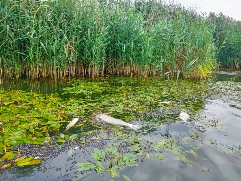 Szczecin. Śnięte ryby wciąż w Odrze