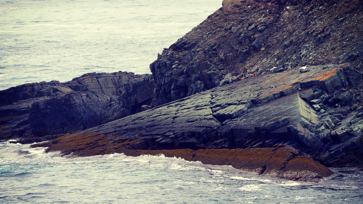 Mistaken Point – historia, informacje, ciekawostki, co warto wiedzieć?