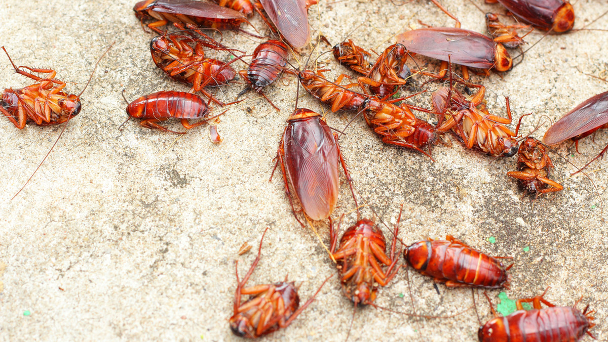 Lubliniec: plaga karaluchów w mieszkaniach socjalnych