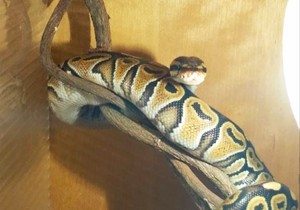 Piton Zagreb pobegao