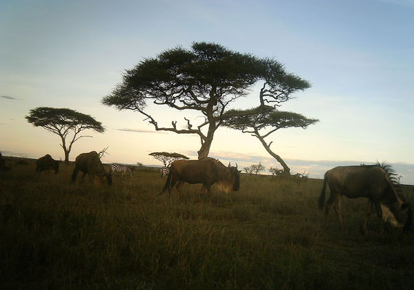 Tanzania - Park Narodowy Serengeti - bezkrwawe pułapki