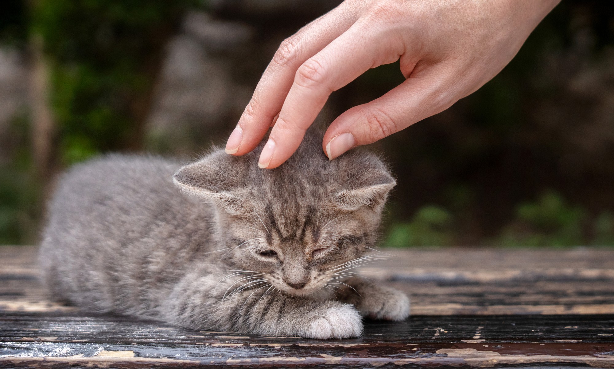 Alysha caught a stray cat. (illustration photo)