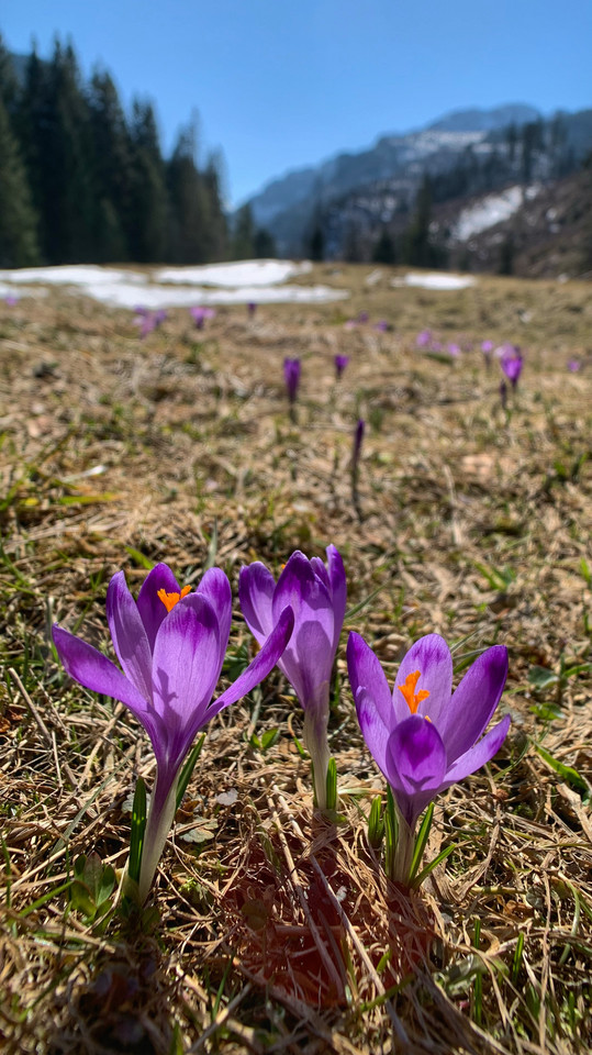 Krokusy w Tatrach