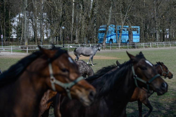 Przygotowanie do wywózki koni