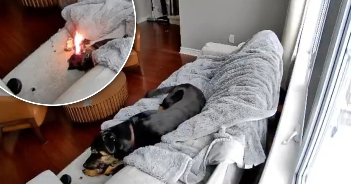 Pies podpalacz w akcji. Było o krok od tragedii. Wszystko się nagrało