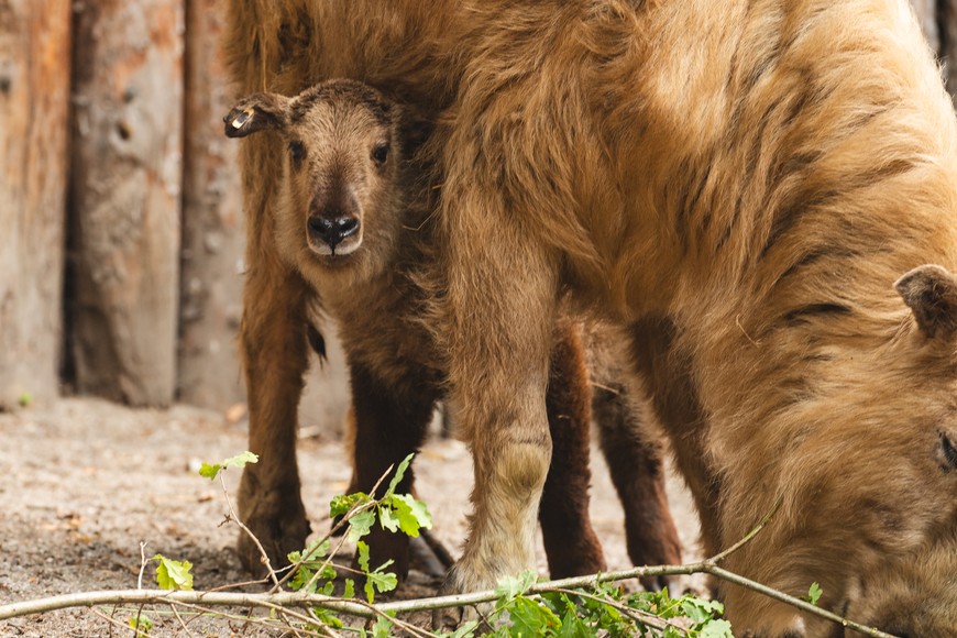Takin złoty z mamą