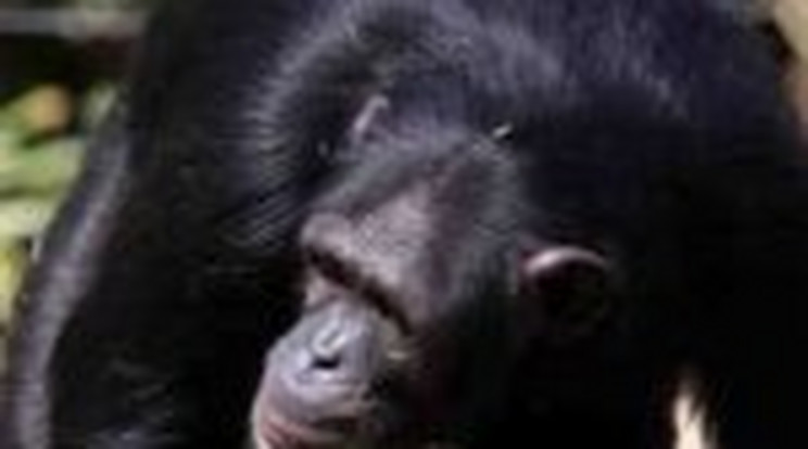 Fosztogatott az állatkerti szökevény csimpánz