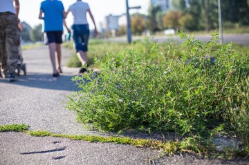 Országszerte erősödik a parlagfű – így kezdődnek a tünetek