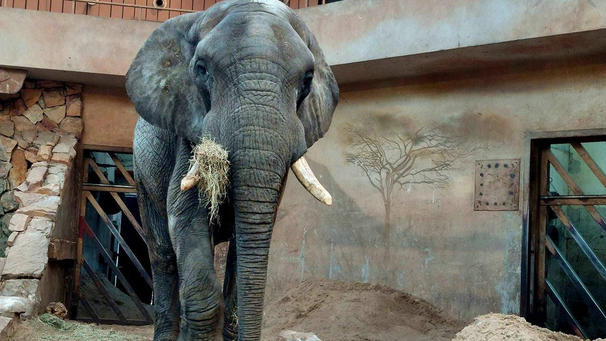 Urodziny w warszawskim zoo. Największy warszawiak słoń Leon kończy 23 lata
