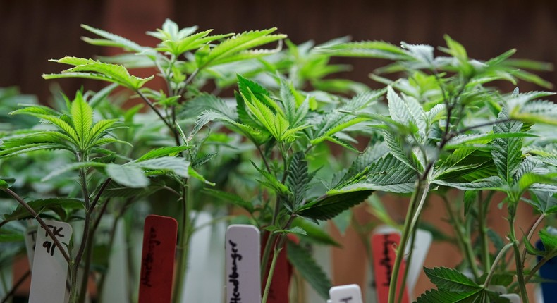 Marijuana plants for sale at the ShowGrow dispensary, a medical marijuana provider in downtown Los Angeles.
