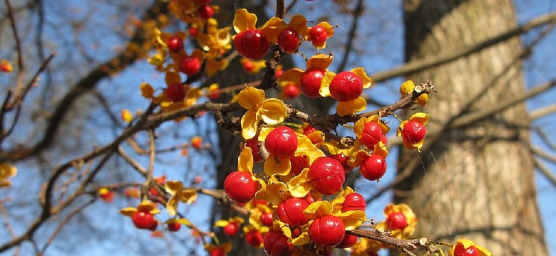 Za uprawę tej popularnej w Polsce rośliny możesz zapłacić milion złotych kary. UE wprowadza surowy zakaz