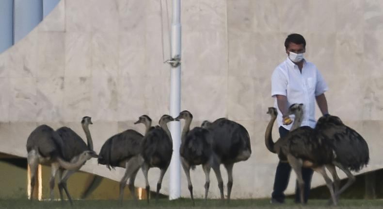 Brazilian President Jair Bolsonaro, who says he is bored staying at home after testing psoitive for COVID-19, feeds emus outside the Alvorada Palace in Brasilia