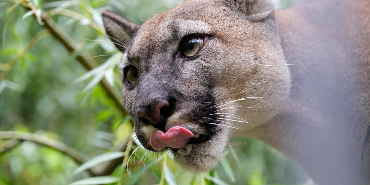 Puma Nubia od lipca przebywa w śląskim zoo