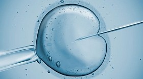 mest-megterm-ivf-d000020440feae5c74e13