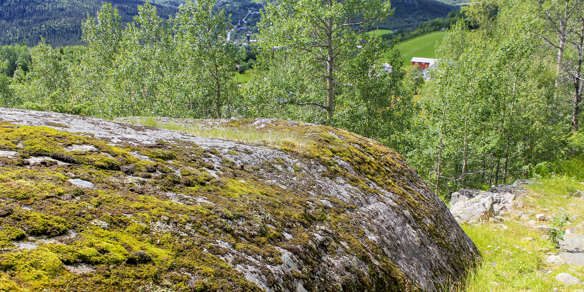 Turyści znaleźli 2 mln koron w lesie w Norwegii.