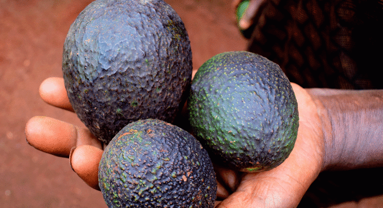 How to ripen avocados (Courtesy)