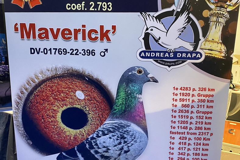 Wystawa przed stoiskiem targowym Drapy zawiera listę sukcesów Mavericka. Czarny numer identyfikacyjny jest nierozerwalnie związany z gołębiem