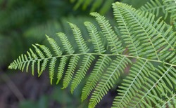 Ekstrakty z paproci i nawłoci powstrzymują wirusa SARS-CoV-2