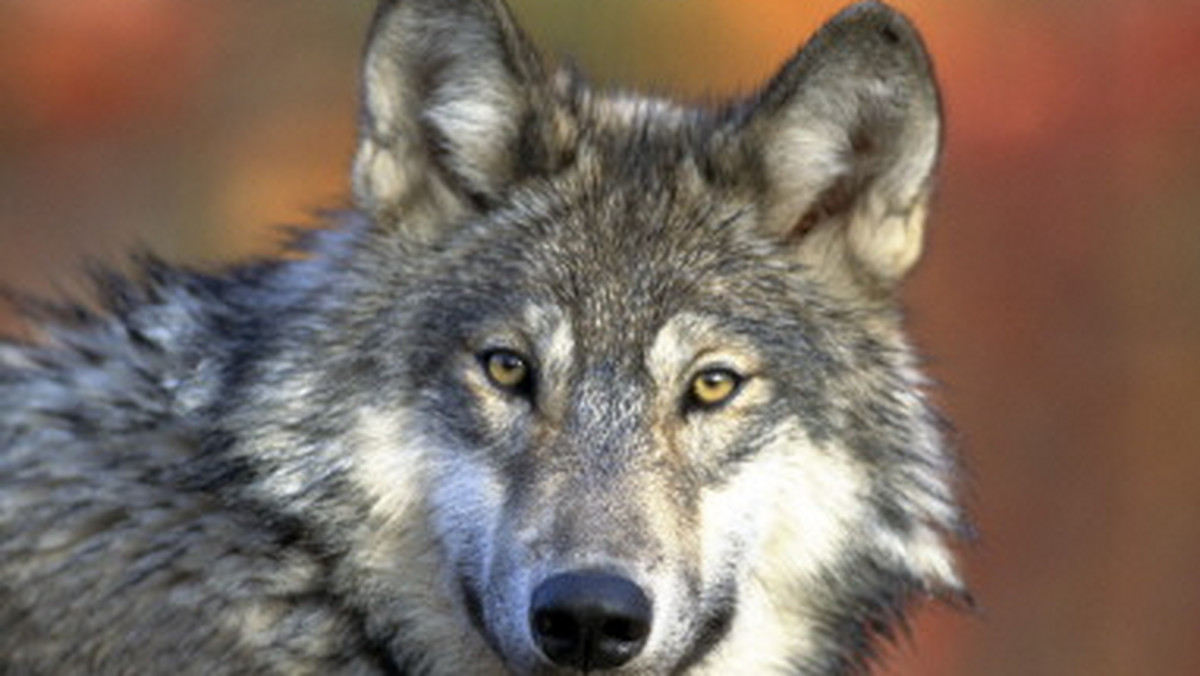 Jeszcze niedawno uważano je za bezwzględnych zabójców, których należy tępić. Dziś coraz lepiej rozumiemy rolę wilków w ekosystemie, a na łowy wyruszamy uzbrojeni nie w strzelby, a lornetki.
